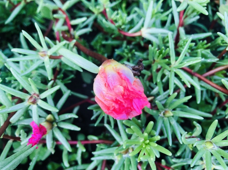 IMG_0931.jpg?type=w966