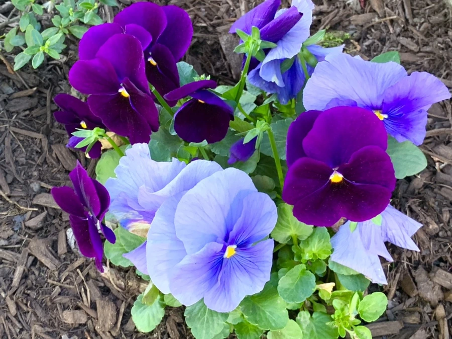 IMG_1919.jpg?type=w966