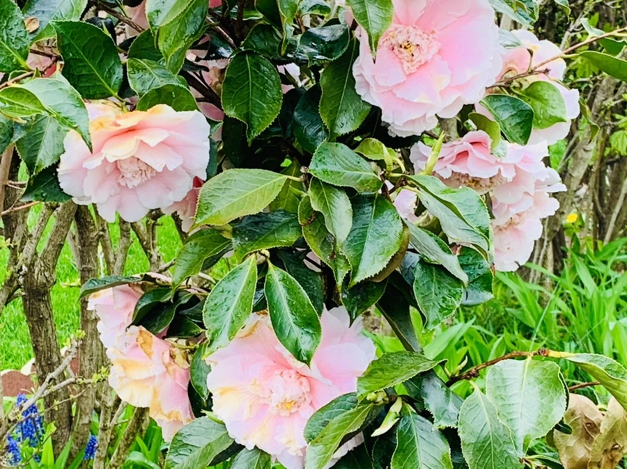 IMG_4035.jpg?type=w966