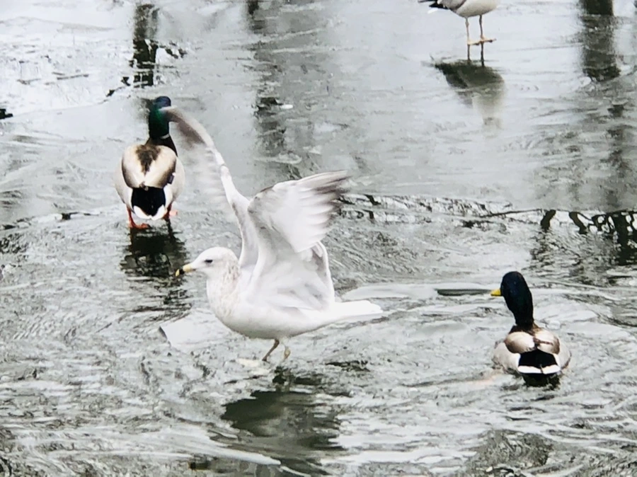 IMG_9013.jpg?type=w966