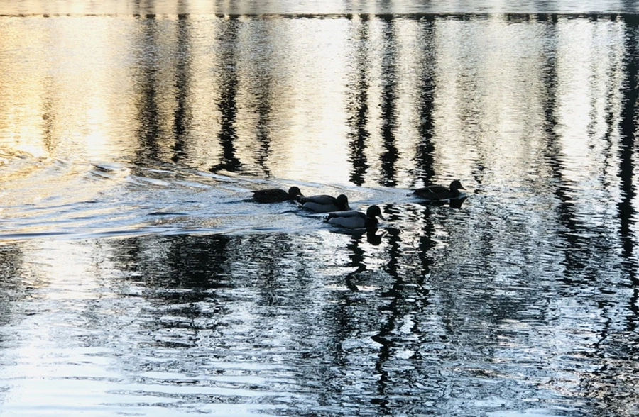 IMG_0947.jpg?type=w966