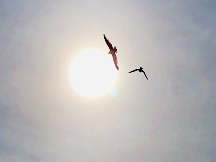 IMG_3159.jpg?type=w966