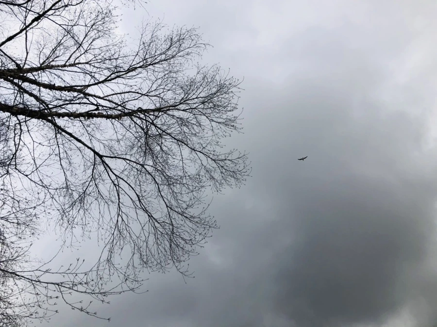 IMG_3454.jpg?type=w966