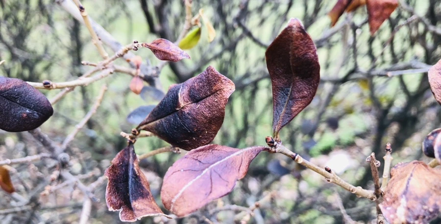 IMG_3108.jpg?type=w966