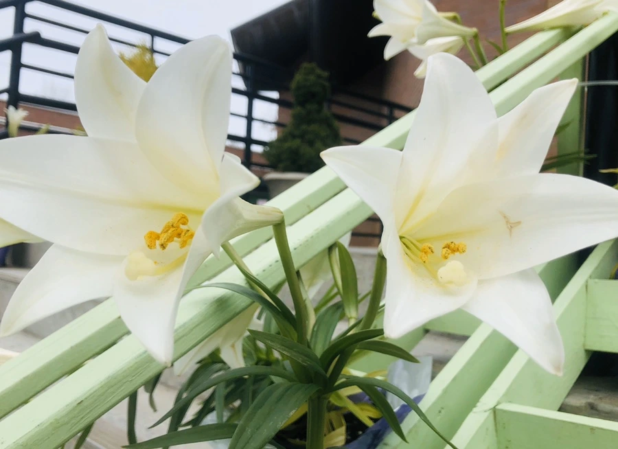 IMG_7151.jpg?type=w966