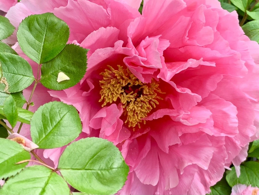 IMG_9620.jpg?type=w966