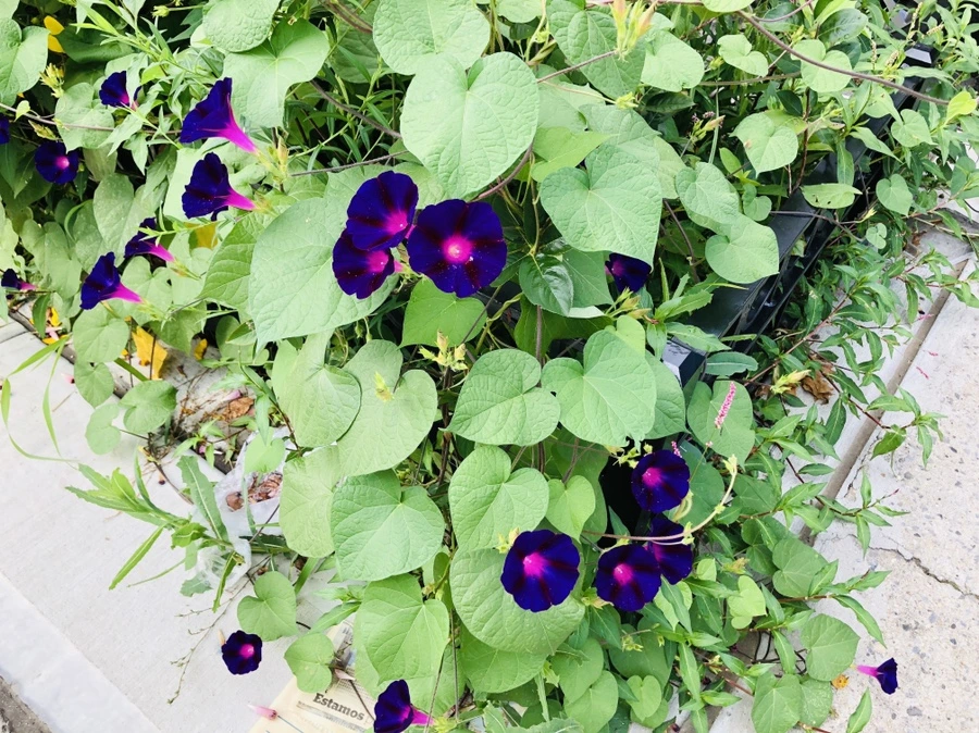 IMG_4271.jpg?type=w966