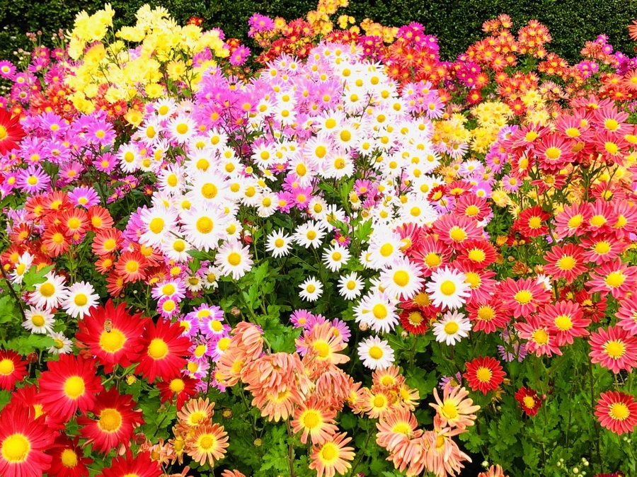 IMG_2442.jpg?type=w966