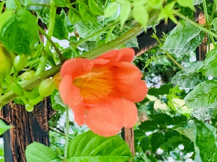 IMG_0008.jpg?type=w966