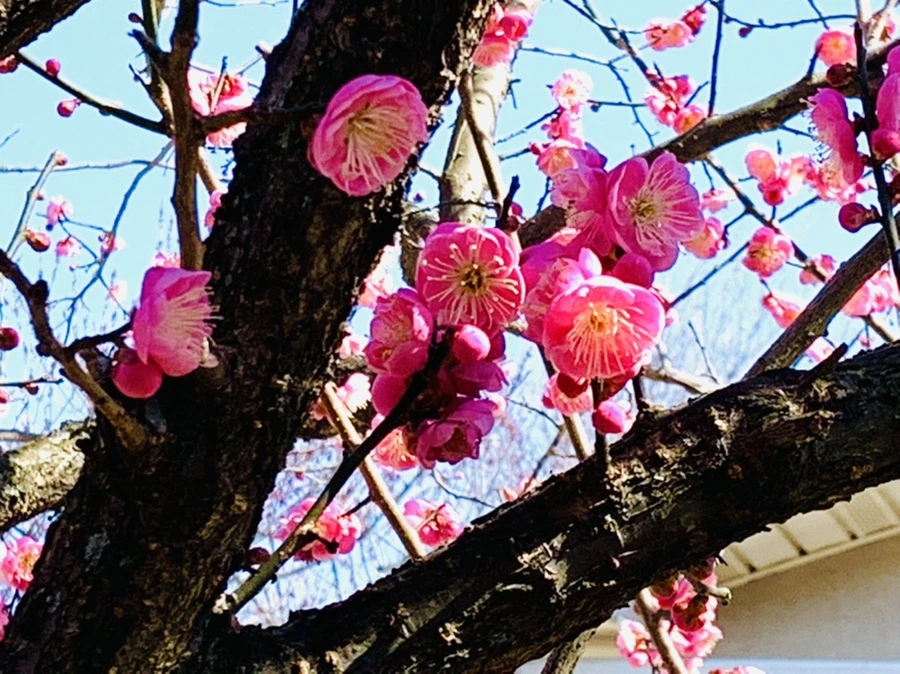 IMG_3019.jpg?type=w966