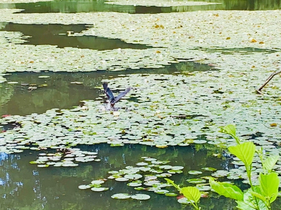 IMG_0722.jpg?type=w966