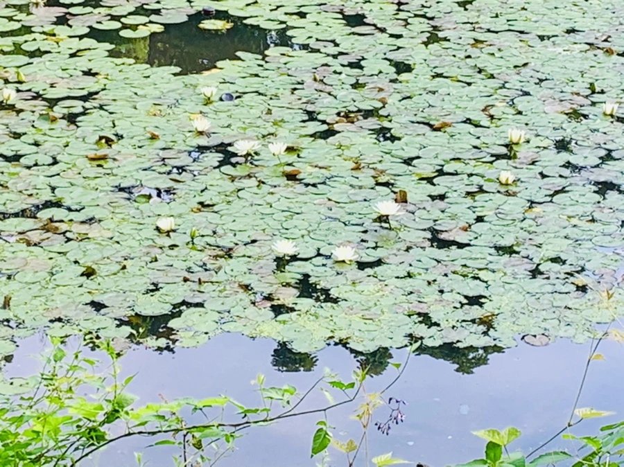 IMG_1106.jpg?type=w966