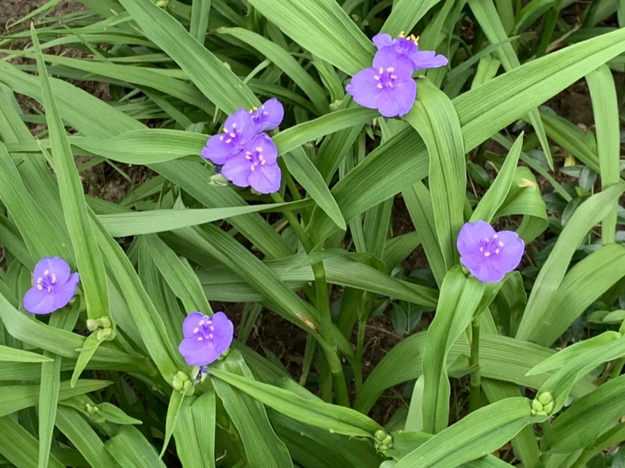 IMG_4798.jpg?type=w966