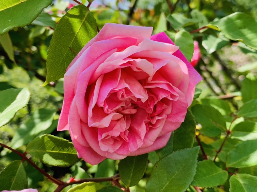 IMG_4226.jpg?type=w966