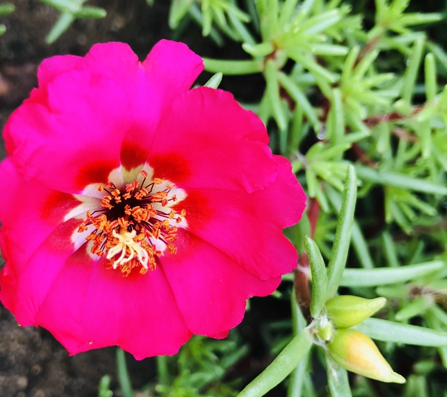 IMG_1270.jpg?type=w966