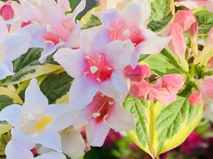 IMG_1937.jpg?type=w966