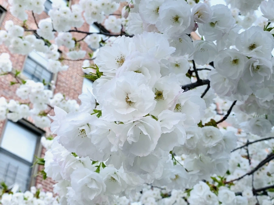 IMG_2039.jpg?type=w966