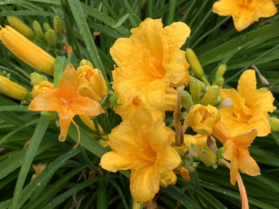 IMG_6208.jpg?type=w966