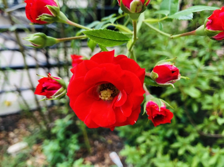 IMG_8905.jpg?type=w966