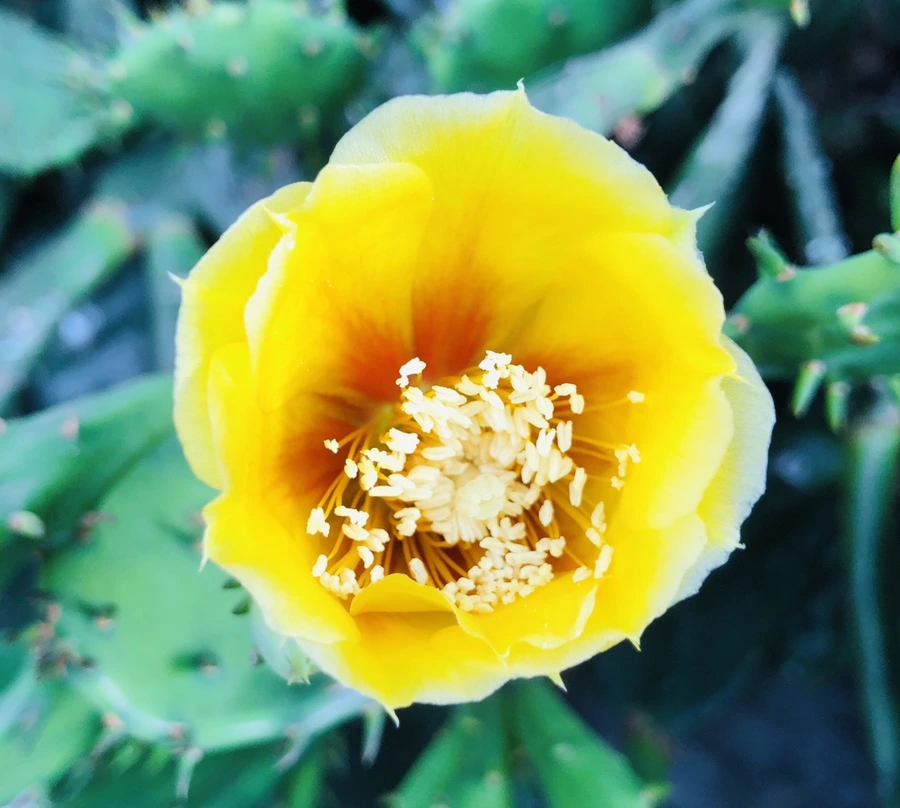 IMG_0262.jpg?type=w966