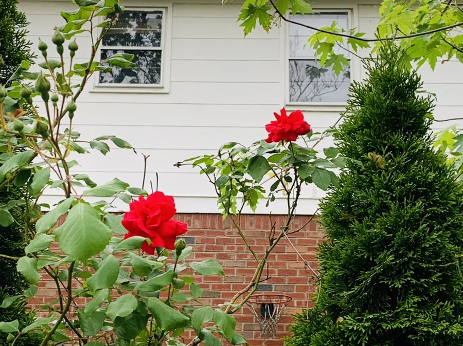 IMG_4771.jpg?type=w966