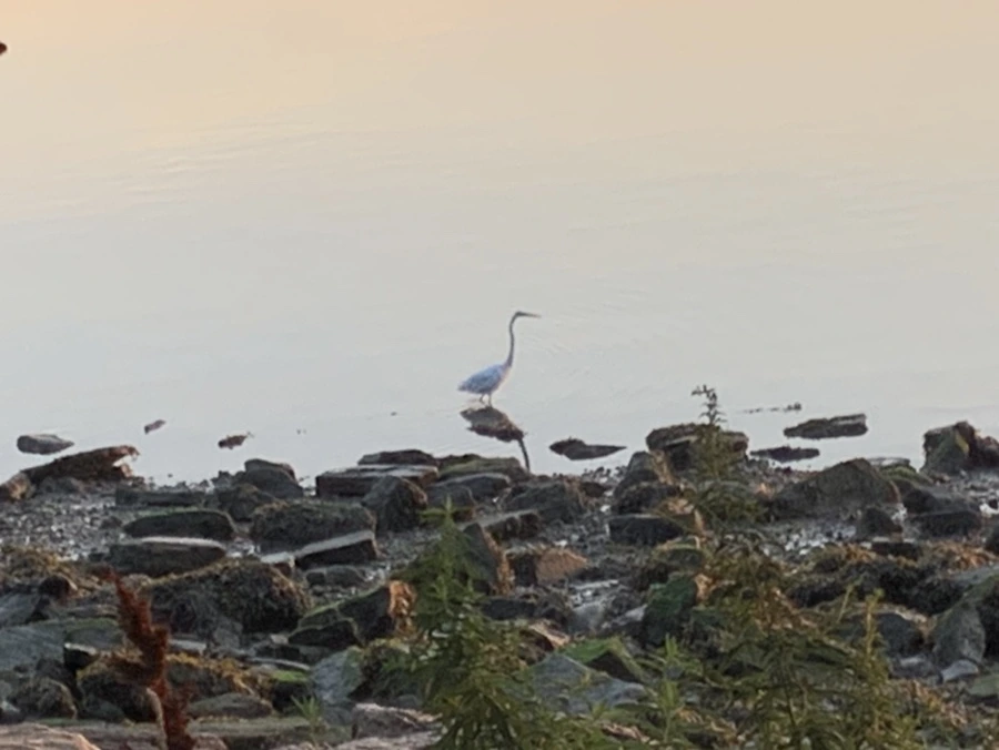 IMG_4436.jpg?type=w966