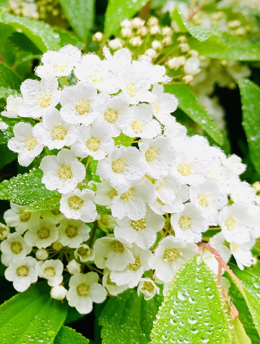 IMG_9730.jpg?type=w966