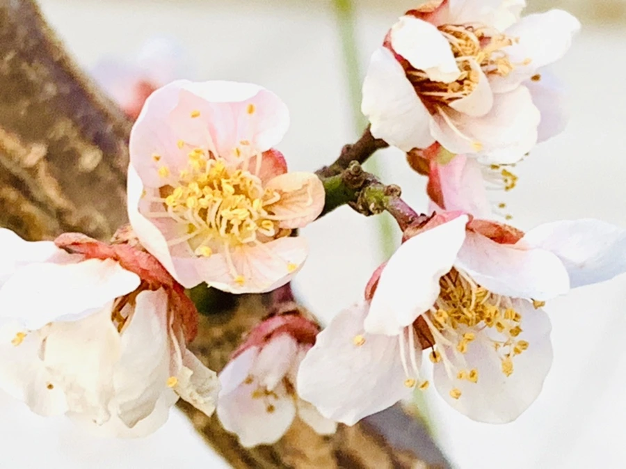 IMG_2858.jpg?type=w966