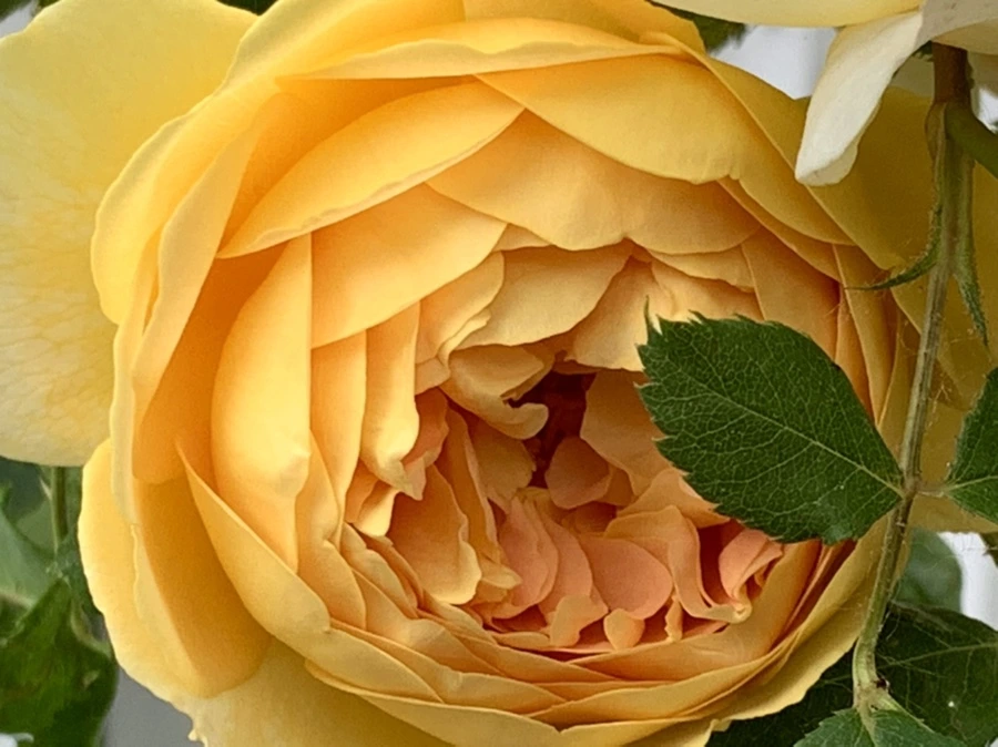 IMG_6046.jpg?type=w966