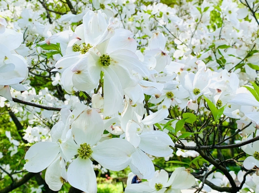 IMG_1148.jpg?type=w966