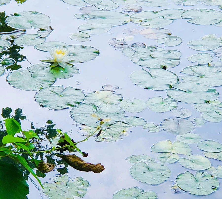 IMG_4931.jpg?type=w966