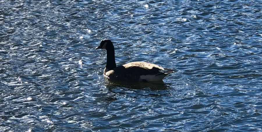 IMG_9194.jpg?type=w966