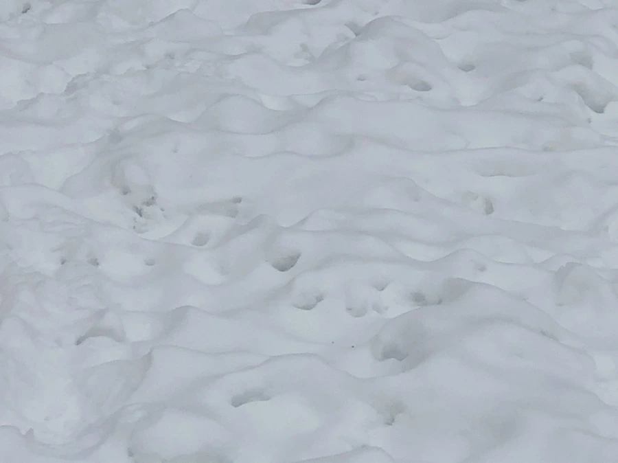 IMG_2342.jpg?type=w966