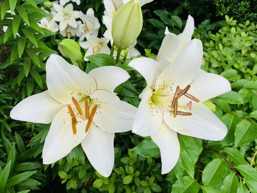 IMG_7327.jpg?type=w966