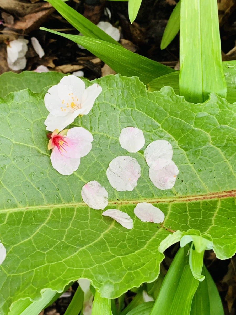 IMG_1338.jpg?type=w966