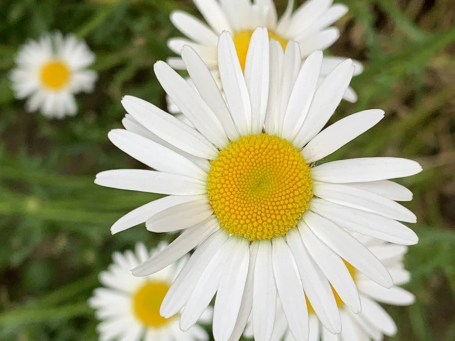 IMG_4900.jpg?type=w966