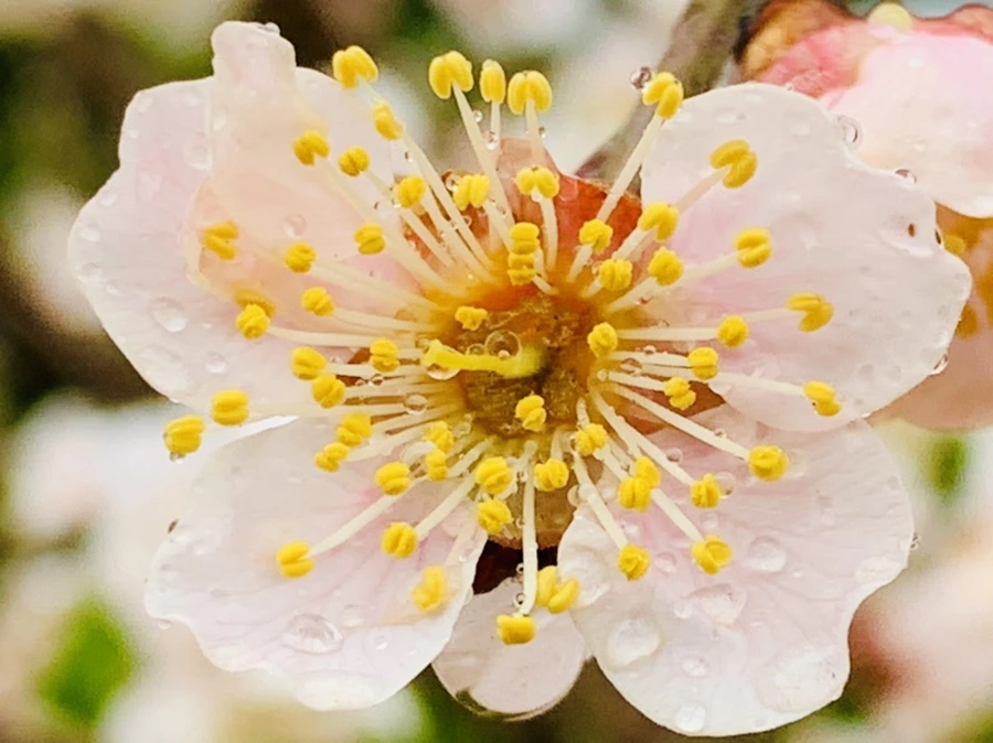 IMG_1847.jpg?type=w966