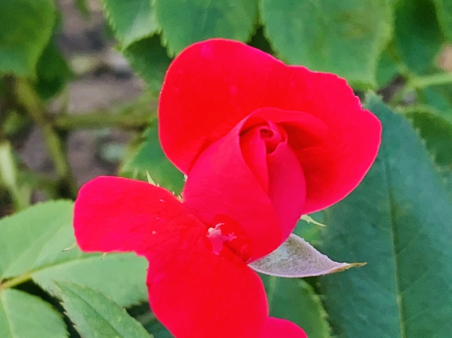 IMG_2956.jpg?type=w966