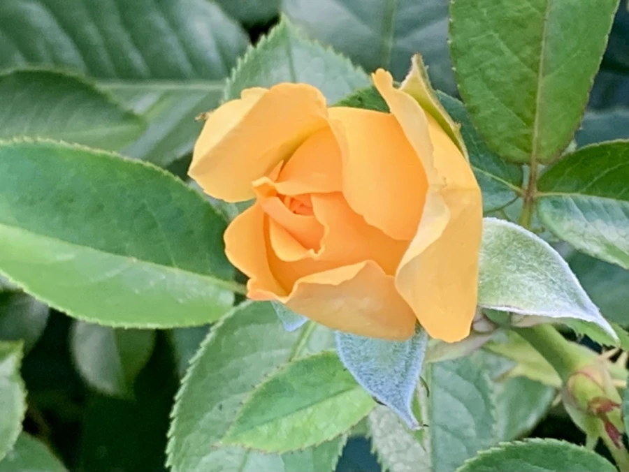 IMG_2936.jpg?type=w966