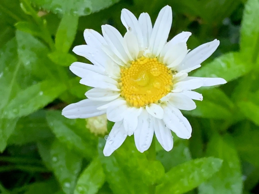 IMG_3492.jpg?type=w966