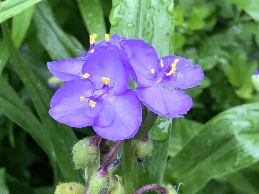 IMG_3487.jpg?type=w966