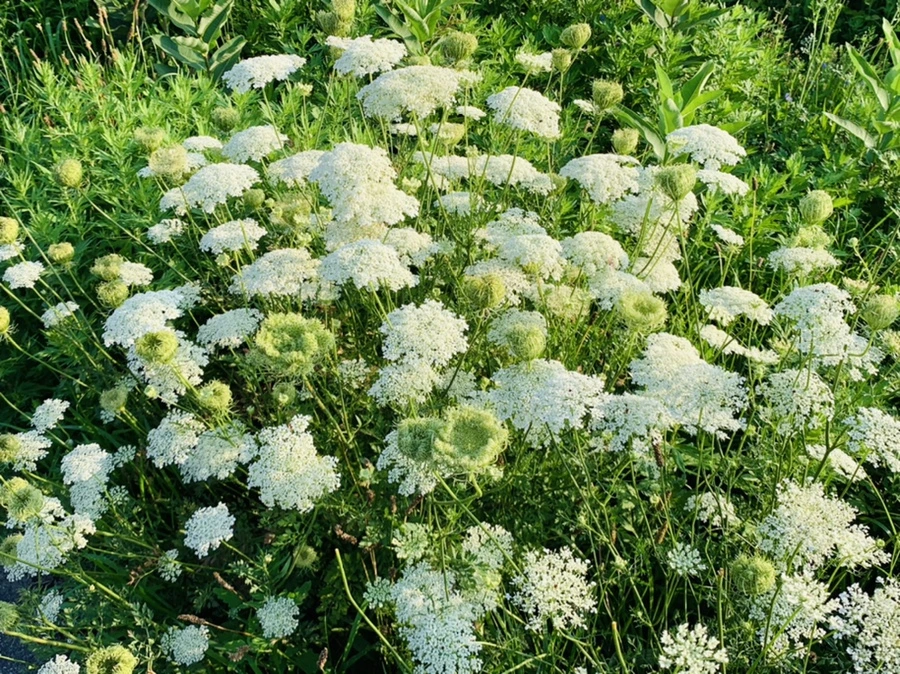 IMG_6532.jpg?type=w966