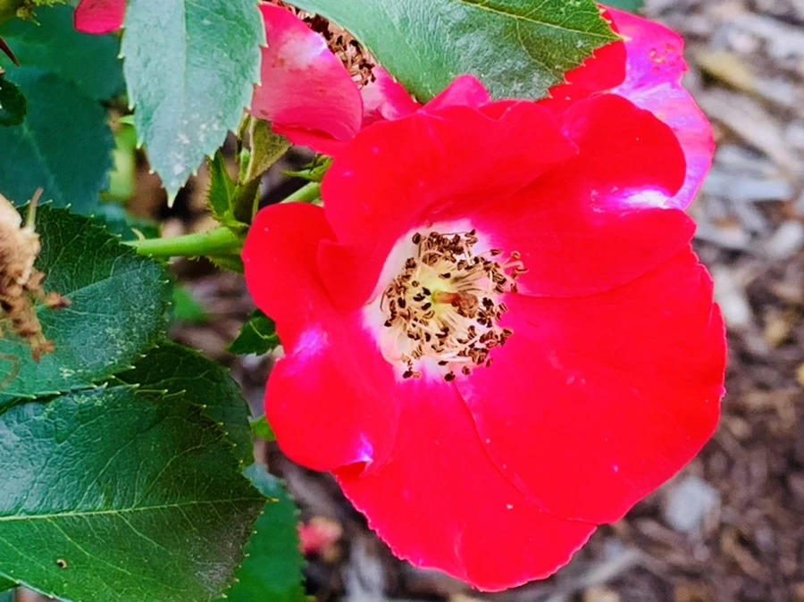 IMG_2695.jpg?type=w966