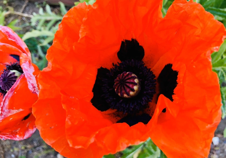 IMG_8597.jpg?type=w966