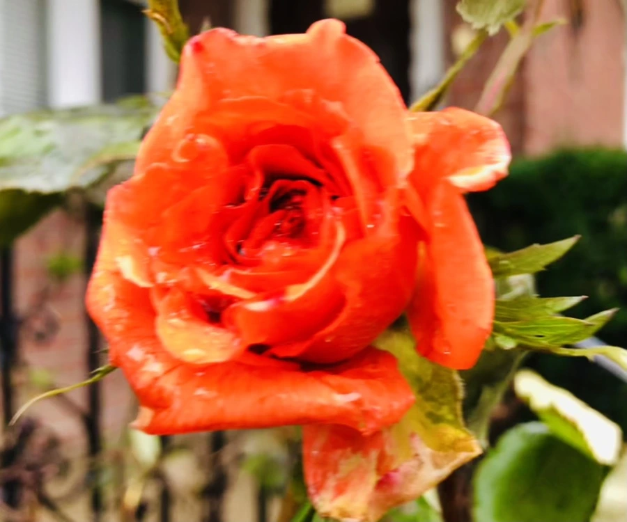 IMG_8095.jpg?type=w966