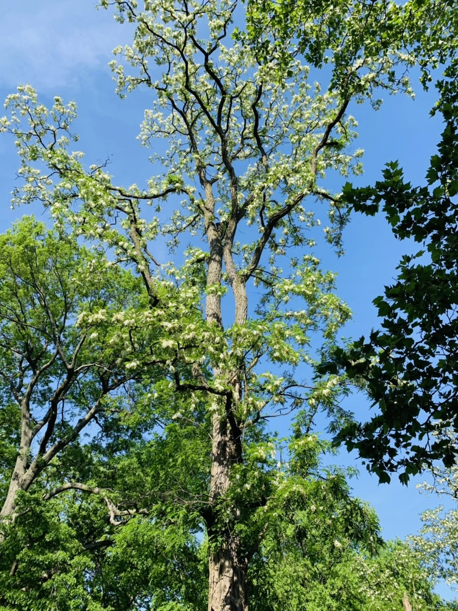 IMG_4426.jpg?type=w966