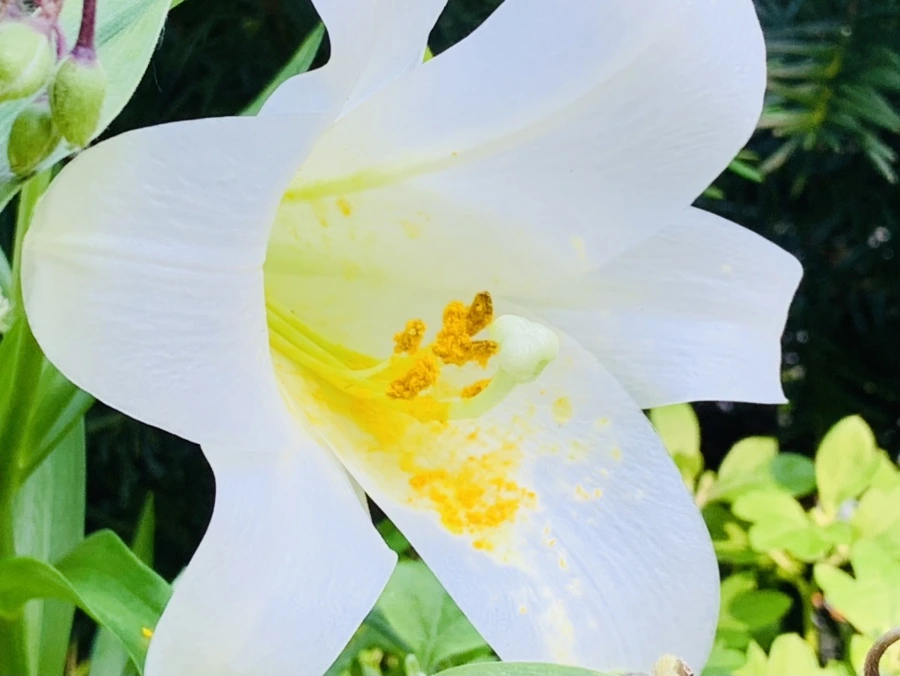 IMG_8744.jpg?type=w966