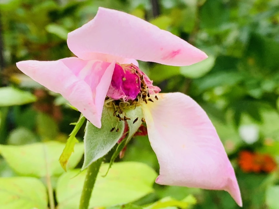 IMG_6971.jpg?type=w966