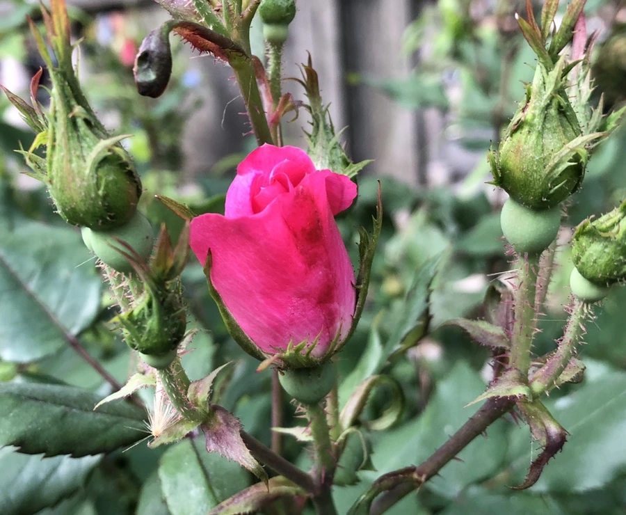 IMG_4867.jpg?type=w966