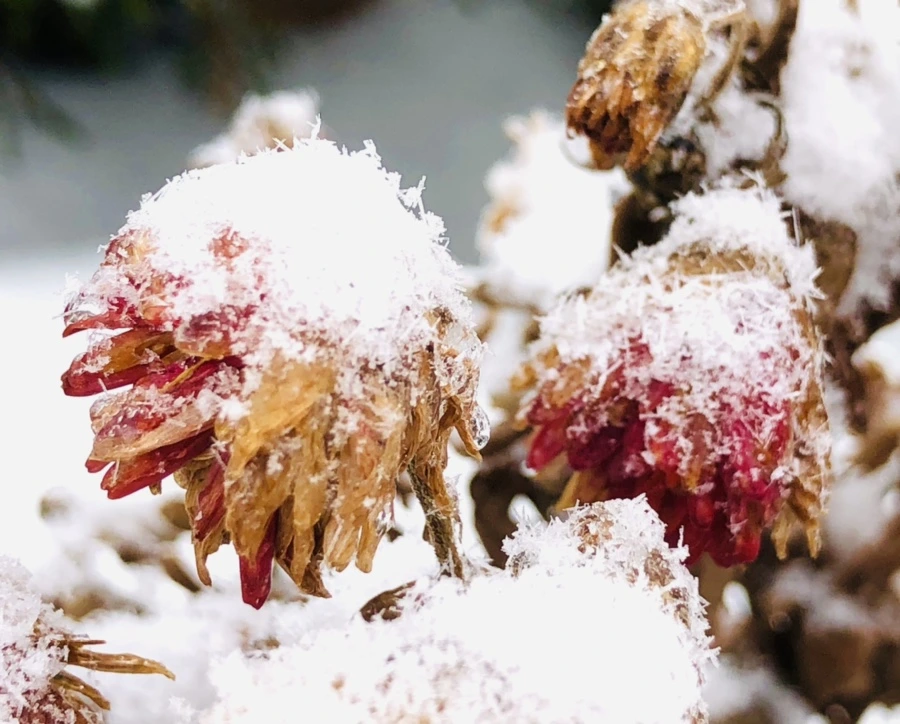 IMG_3452.jpg?type=w966